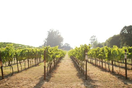 A Napa Valley chardonnay vineyard.