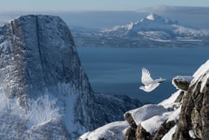 Bird photographer of the year, overall winner. Rock ptarmigan (Lagopus muta). Tysfjord, Norway