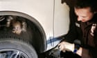 Paws for thought: drivers warned to look out for animal stowaways