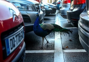 Geneva, Switzerland: A peacock strays between parked cars outside the Palace of Nations