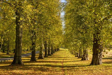 Lime trees in autumn