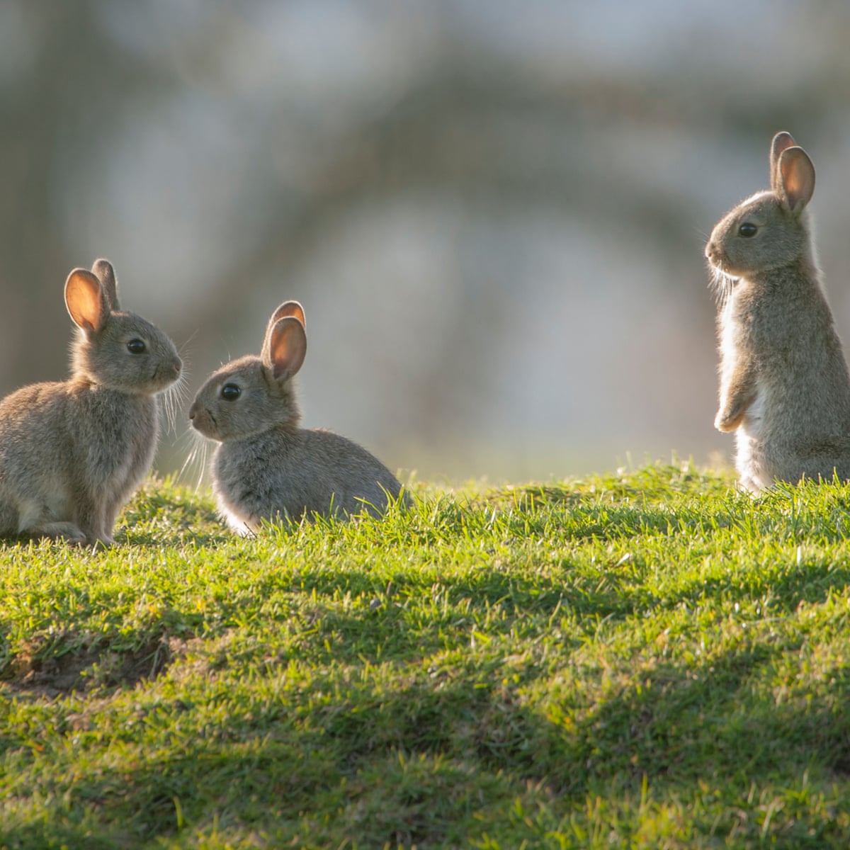Hope 'rabbit hotels' can help Britain's decimated population bounce back |  Wildlife | The Guardian