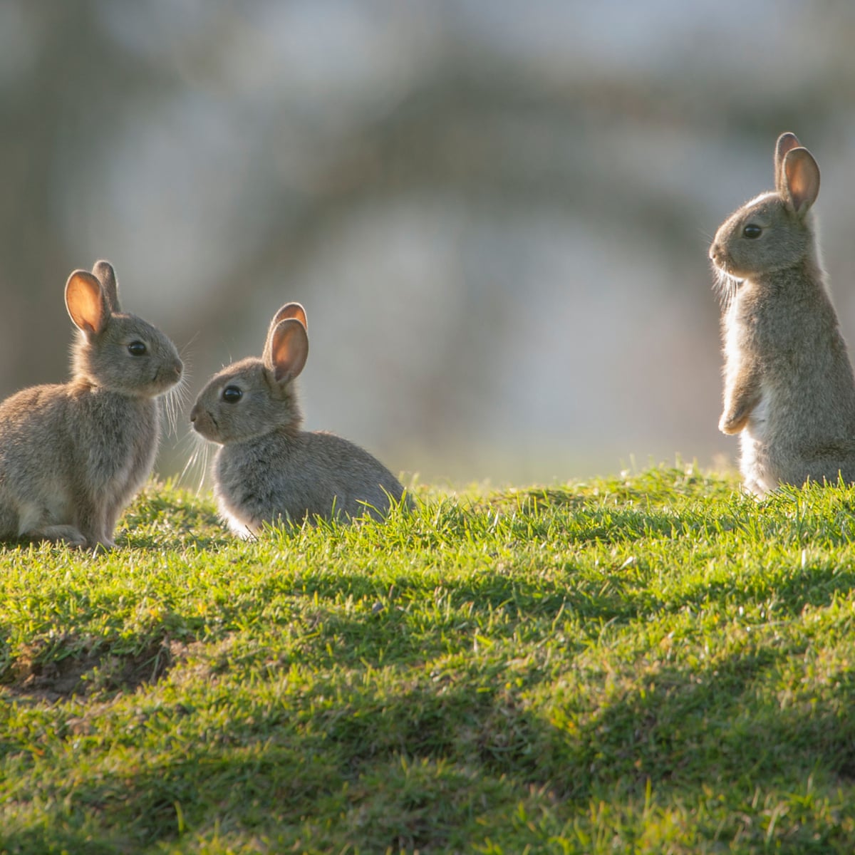 Hope 'rabbit hotels' can help Britain's decimated population ...