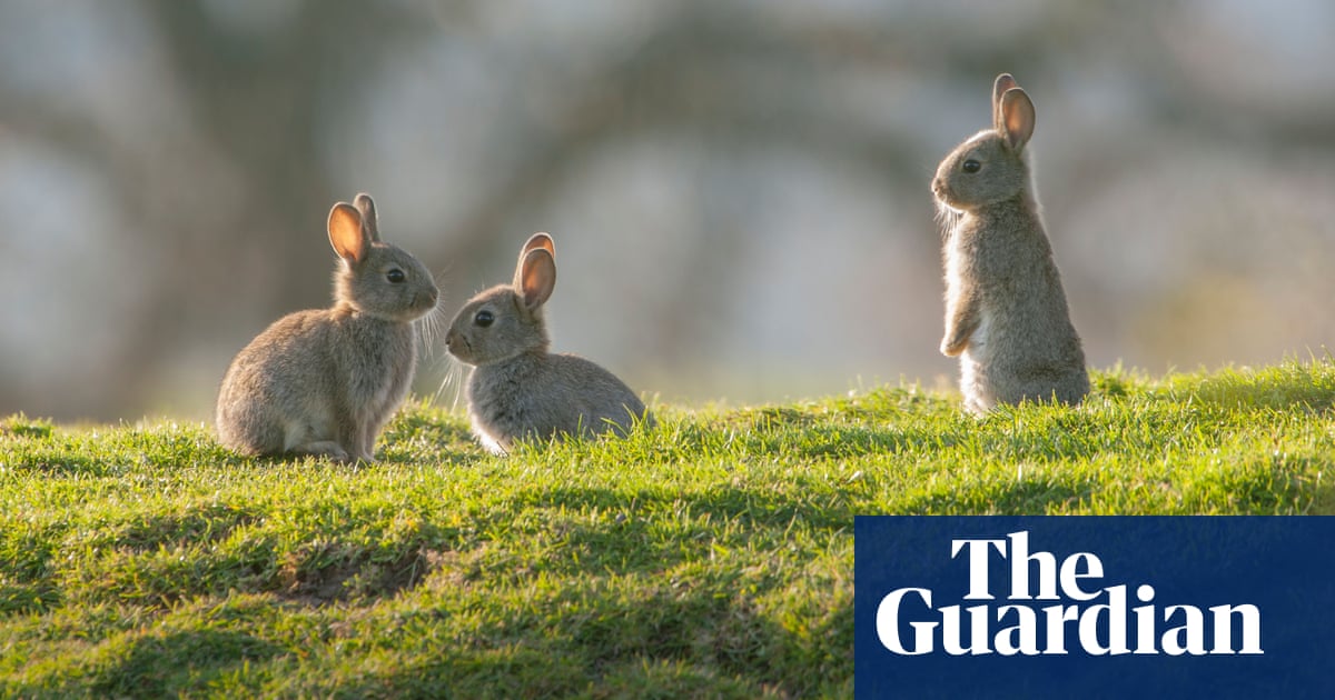 Hope ‘rabbit hotels’ can help Britain’s decimated population bounce back