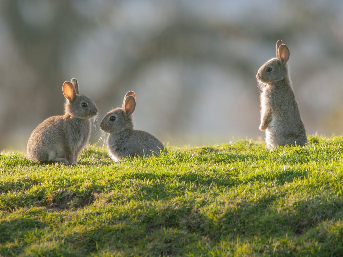 Hope 'rabbit hotels' can help Britain's decimated population ...