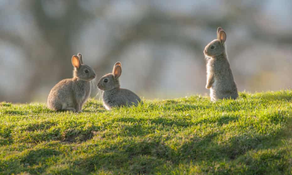 Wild baby rabbits in the UK. A new virus, rabbit haemorrhagic disease virus type 2 has caused a second crash in Britain’s rabbit population.