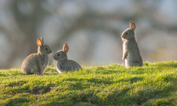 Baby rabbits on grass near to warren in the Yorkshire Dales.