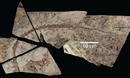 Fossil of Diluvicursor Pickeringi dinosaur discovered in south-west Victoria.