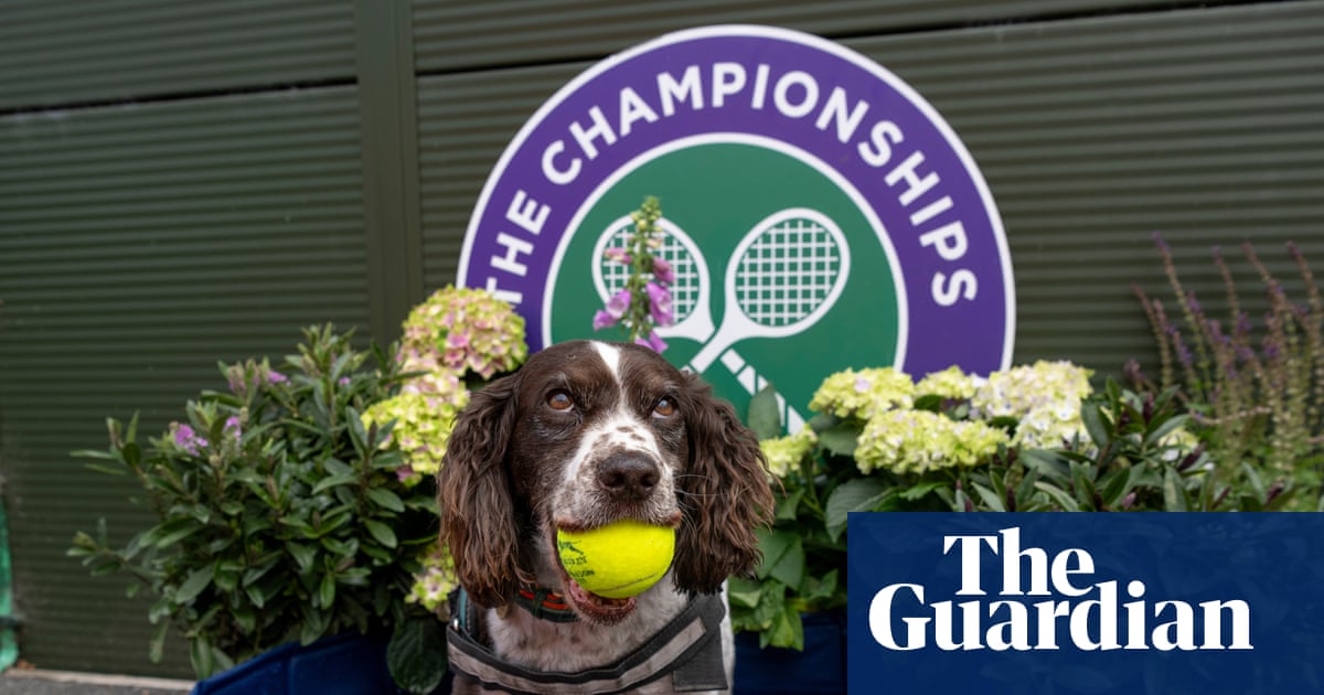 Wimbledon diary: Sabalenka’s dog plea, Rufus the Hawk and strawberry towels for ever