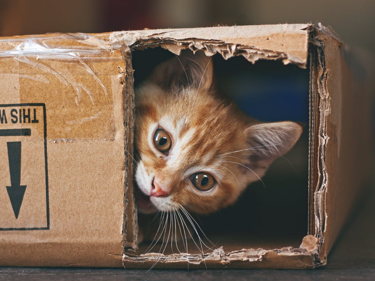 Australia S Cat Plague Is Back After 40 Years And The Solution Is Vaccination Science The Guardian