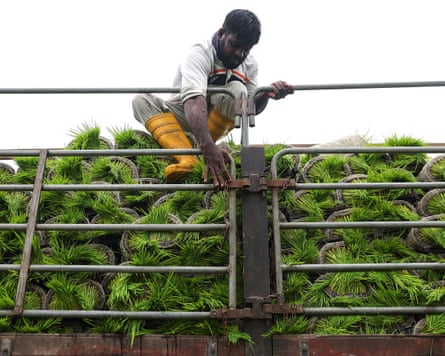 George Monbiot on our fragile food system – podcast George Monbiot on our fragile food system – podcast