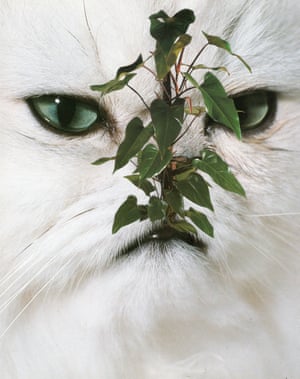 A collage of a cat with plants on its face by Stephen Eichhorn