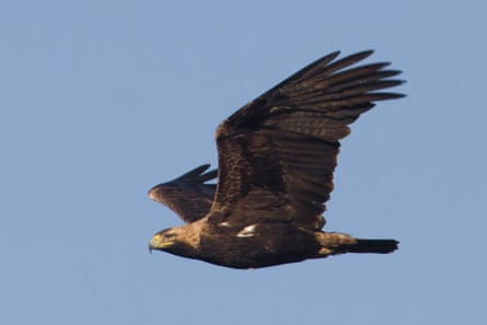 An eastern imperial eagle in flight.
