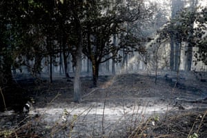 Burnt woodland in Blidworth, Nottinghamshire