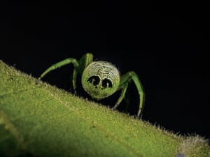 An outstanding orb-weaver (Araneus Praesignis) – also known as an alien butt spider