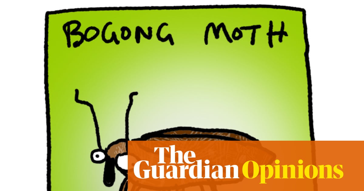 The bogong moths are back! Perhaps they are a sign that all is not lost | First Dog on the Moon