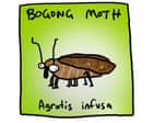 The bogong moths are back! Perhaps they are a sign that all is not lost | First Dog on the Moon