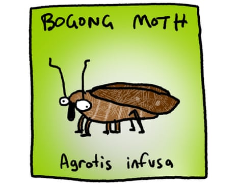 BogongMothspixie