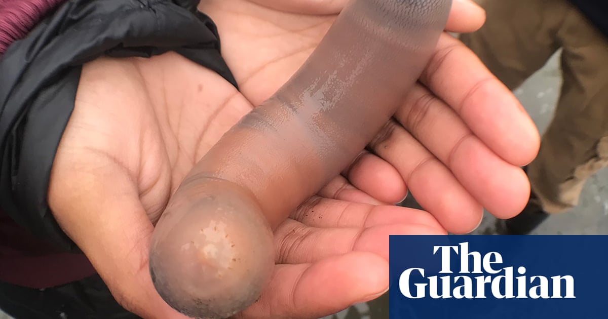 Thousands of 'penis fish' appear on California beach