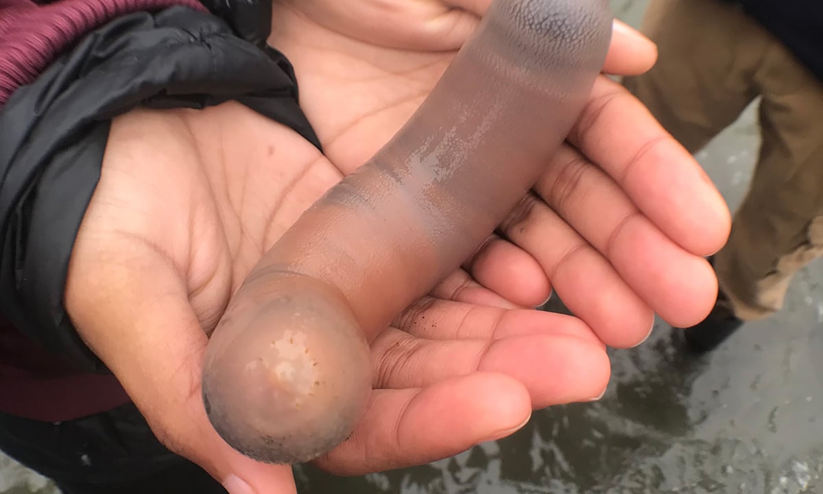 Thousands Of Penis Fish Appear On California Beach Us News