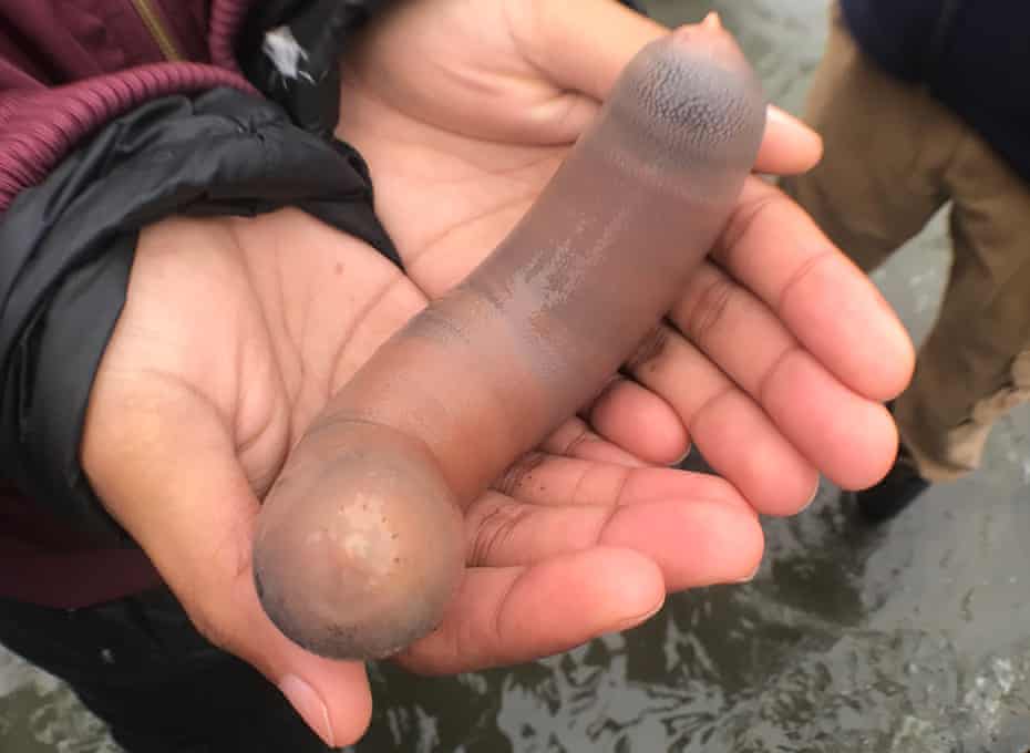 A beachgoer holds a fat inkeeper worm – otherwise known as a ‘penis fish’ – in Bodega Bay in June 2019. 