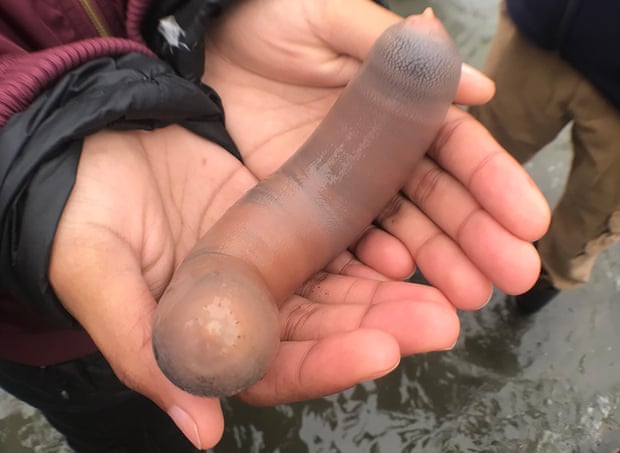 A beachgoer holds a fat inkeeper worm – otherwise known as a ‘penis fish’ – in Bodega Bay in June 2019.