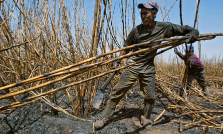 Workers collect sugar cane at a plantation