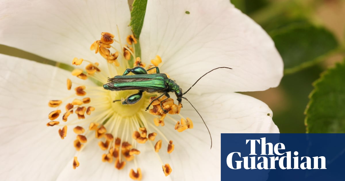 Country diary: banking on a beetle bonanza