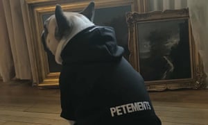A pug in a Petements hoodie.