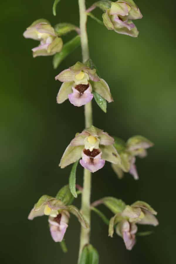 Young's helleborine.