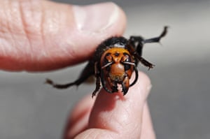dead Asian giant hornet