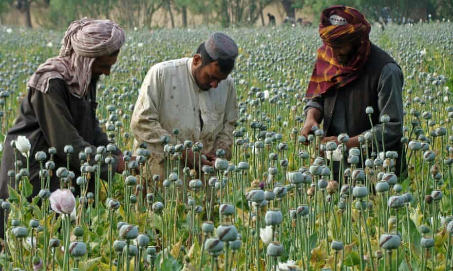 Afghan farmers harvest opium in Helmand province