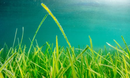 Seagrass is a vital marine habitat and an carbon sink that helps to reverse climate change