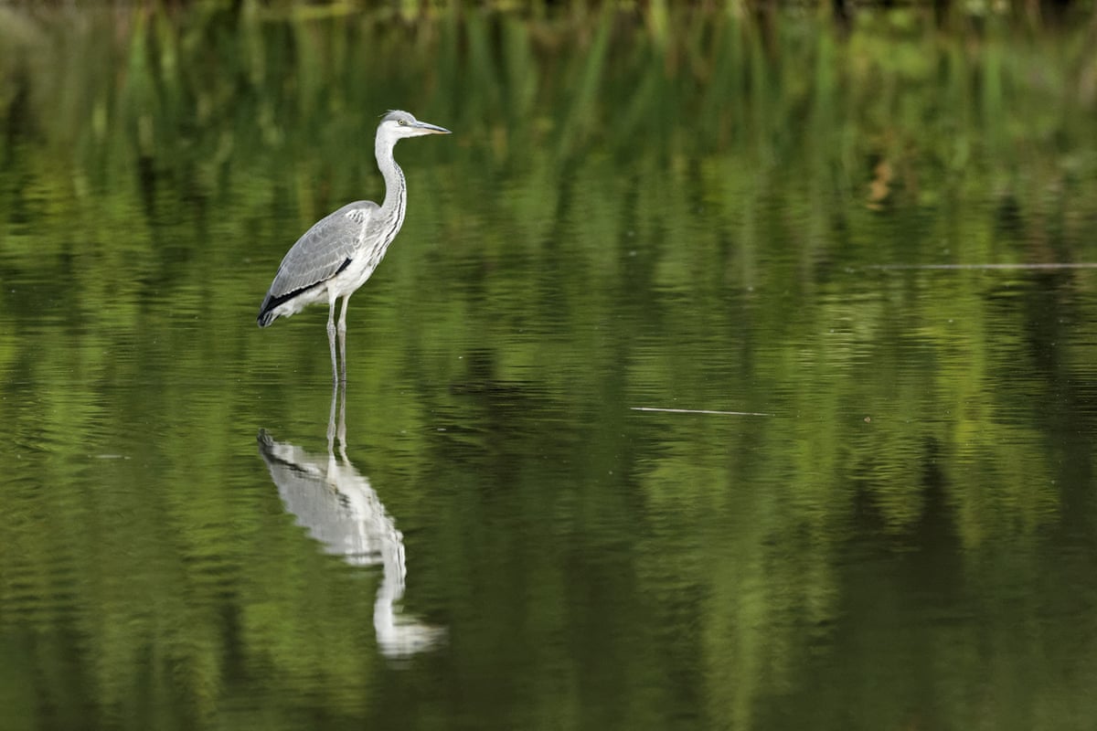 Heron bird standing in a river