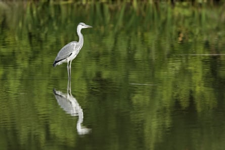 Heron bird standing in a river