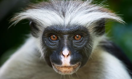 Zanzibar red colobus.