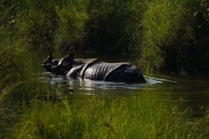 A greater one-horned rhino taking a bath on the Karnali river in the jungle inside Bardiya National Park at Bardiya, Nepal