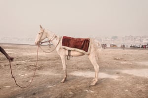 Um cavalo usado para transportar os devotos ao longo das margens do Ganges, Varanasi, 2008