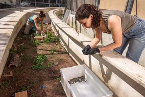A woman kneels on a strip of earth between two low walls. Another woman leans on one of the walls holding in gloved hands what appears to be a small lizard over a box containing other small lizards