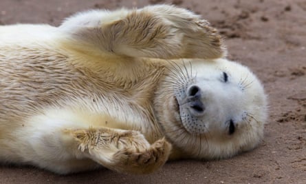 A grey seal pup playing at Donna Nook, Lincolnshire.