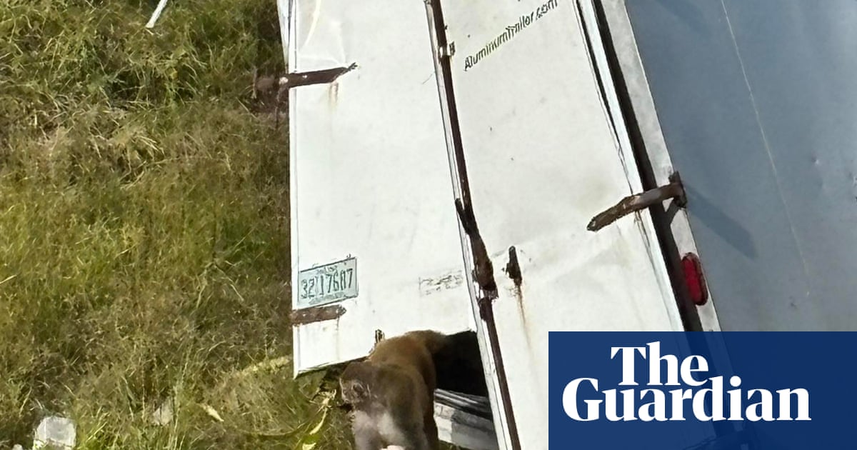 Lab monkeys that escaped captivity in Mississippi are not carrying diseases, university says
