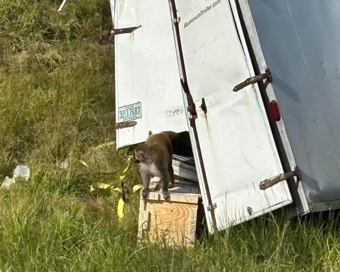 Potentially diseased lab monkey on the loose after truck crash in Mississippi