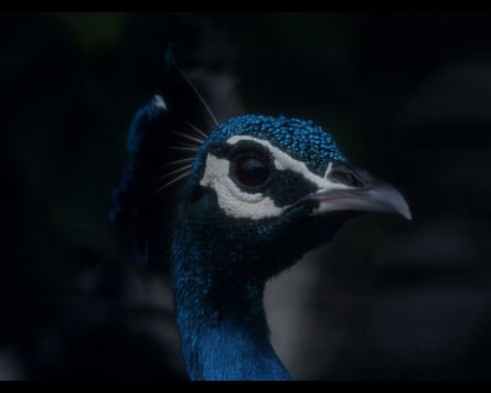 A closeup image of a peacock’s head