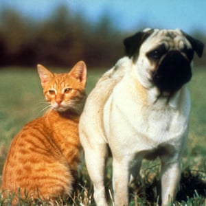 Chicken Decapitation And Battered Cats Hollywood S History Of Animal Cruelty Film The Guardian