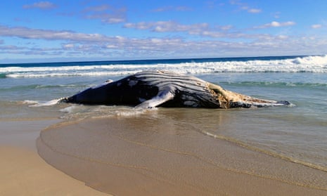 The humpback whale carcass that washed up on Honeycombs beach in the Leeuwin-Naturaliste national park in south-western Western Australia. 