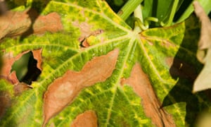 Résultats de recherche d'images pour « Xylella fastidiosa »