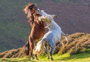 Dois garanhões selvagens lutaram por uma fêmea em Long Mynd, um planalto de charnecas que faz parte de Shropshire Hills, no Reino Unido