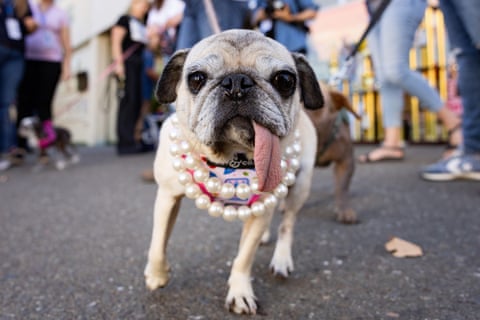 a pug dog with a long tongue hanging out