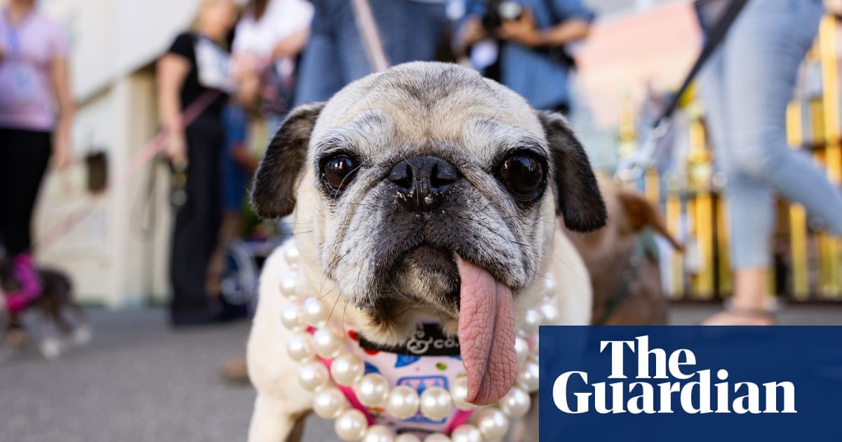 World’s Ugliest Dog contest 2026 – in pictures