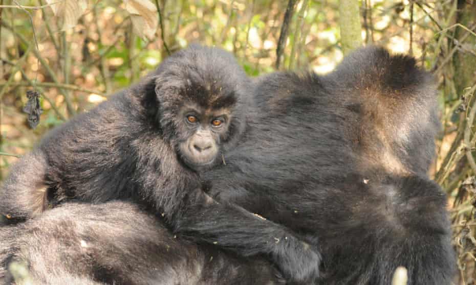 Grauer S Gorilla World S Largest Great Ape Being Wiped Out By War Wildlife The Guardian Grauer S Gorilla World S Largest Great Ape Being Wiped Out By War Wildlife The Guardian